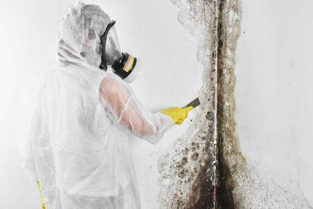 Best Residential Mold Remediation in Linthicum, MD