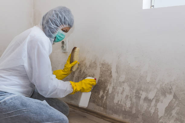 Best DIY Mold Remediation Support Services in Linthicum, MD
