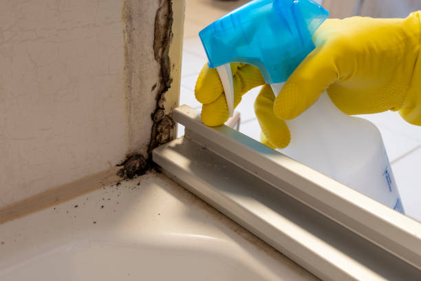 Professional Mold Remediation in Linthicum, MD